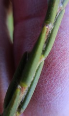 Struthiola fasciata