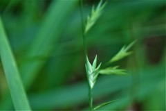 Chasmanthium nitidum