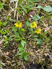 Ranunculus pygmaeus