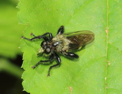 Laphria divisor