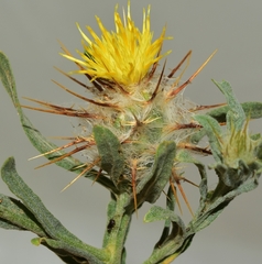 Centaurea eriophora