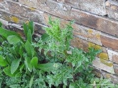 Cirsium filipendulum