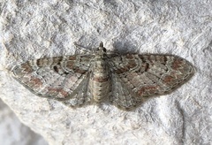Eupithecia mutata