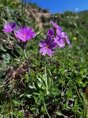 Primula halleri