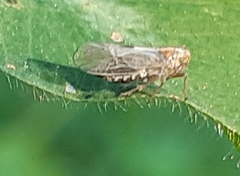 Cixioidea