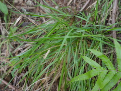 Rytidosperma gracile