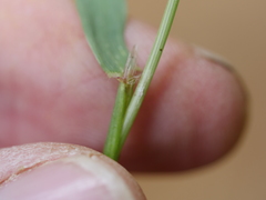 Rytidosperma gracile
