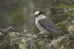 Perisoreus canadensis image