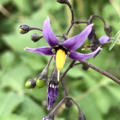 Solanum dulcamara