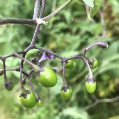 Solanum dulcamara