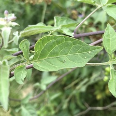 Solanum dulcamara