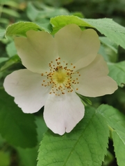 Rosa caesia