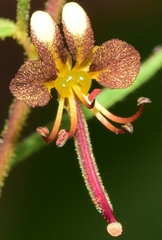 Cleome violacea
