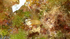 Gnathophyllum elegans image