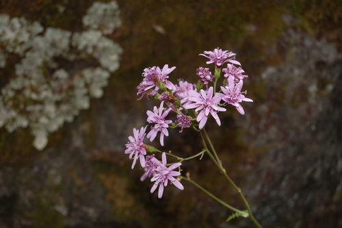 Genus Calorezia · iNaturalist