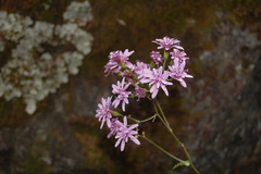 Calorezia prenanthoides