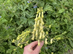 Aconitum lycoctonum