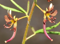 Cleome violacea