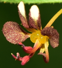 Cleome violacea