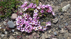 Oxalis enneaphylla