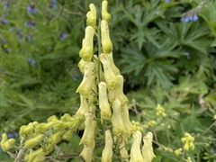 Aconitum lycoctonum