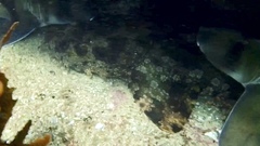 Orectolobus halei