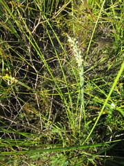 Struthiola fasciata
