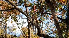 Tillandsia jaliscomonticola