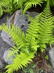 Athyrium distentifolium