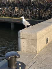 Larus argentatus