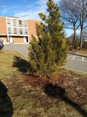 Sciadopitys verticillata