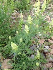 Reseda lutea