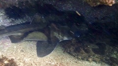 Orectolobus halei