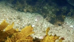 Orectolobus halei