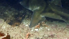 Orectolobus halei