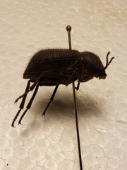 Trachyderma philistina