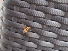 Episyrphus balteatus