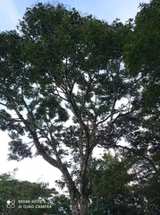 Heliocarpus appendiculatus