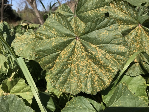 Hollyhock Rust
