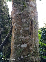 Heliocarpus appendiculatus