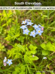 Myosotis decumbens