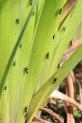 Ceroxys urticae