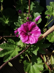 Malva sylvestris