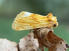 Cirrhophanus triangulifer