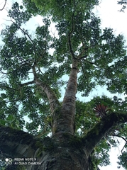 Heliocarpus appendiculatus