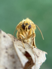 Cirrhophanus triangulifer