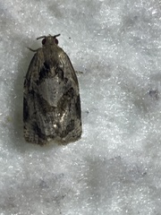Archips grisea