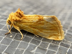 Cirrhophanus triangulifer