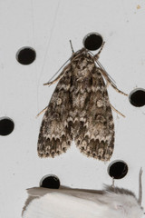 Acronicta fragilis