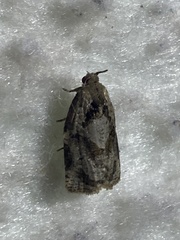 Archips grisea